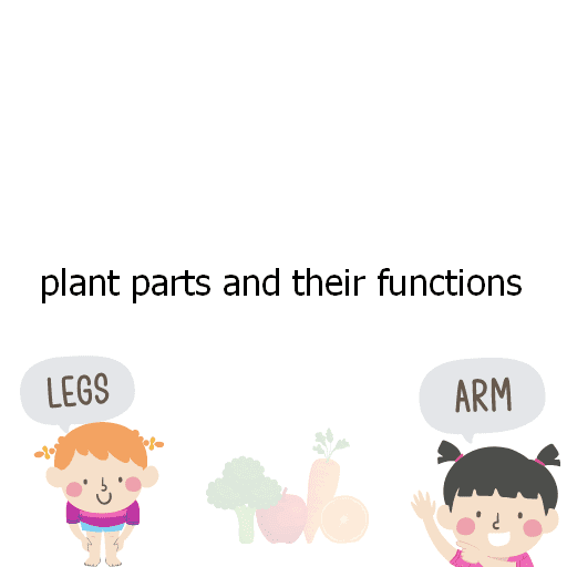 plant parts and their functions